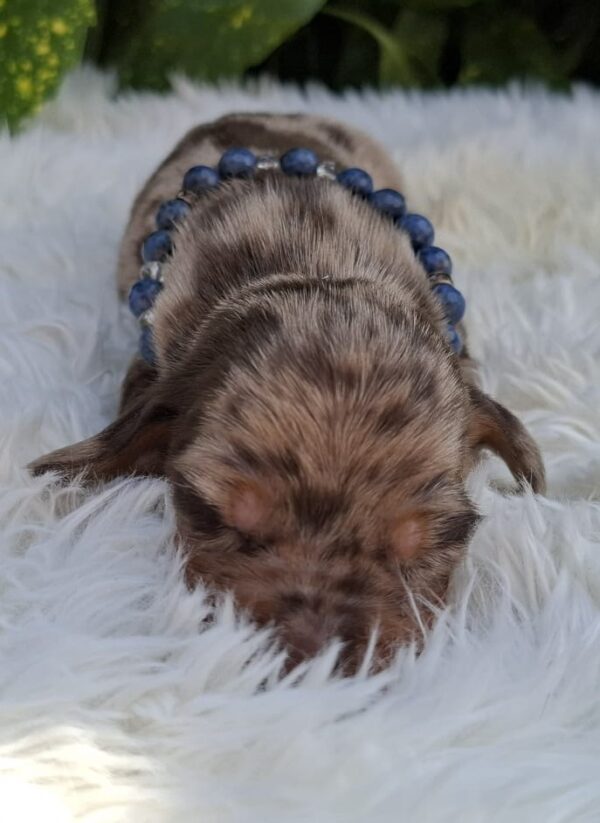 Bernard Miniature Dachshund