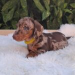 Bernard-male-miniature-dachshund-puppy-for-sale- (5)