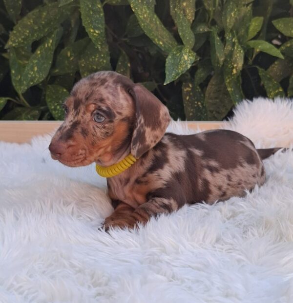 Bernard Miniature Dachshund