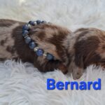 Bernard-male-miniature-dachshund-puppy-for-sale- (5)