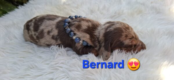 Bernard Miniature Dachshund