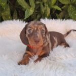 Veles Miniature Dachshund