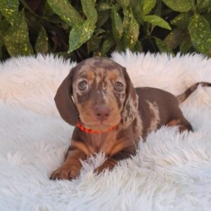 Bessie Miniature Dachshund