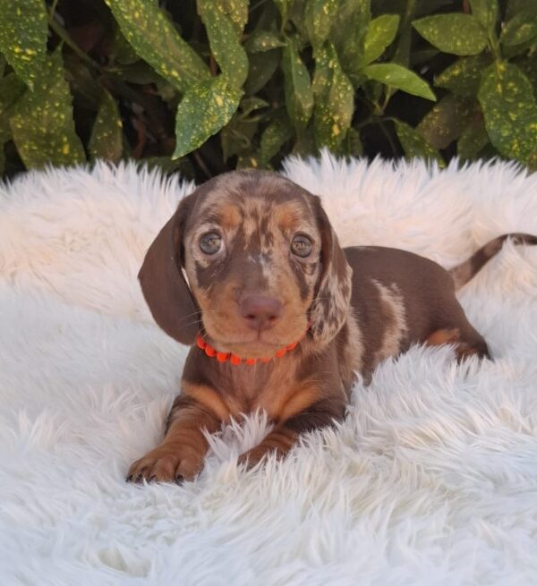 Bessie Miniature Dachshund