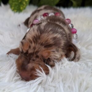 Bessie Miniature Dachshund