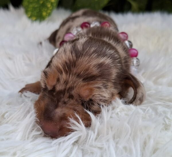 Bessie Miniature Dachshund