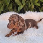 Bessie-female-miniature-dachshund-puppy-for-sale- (2)