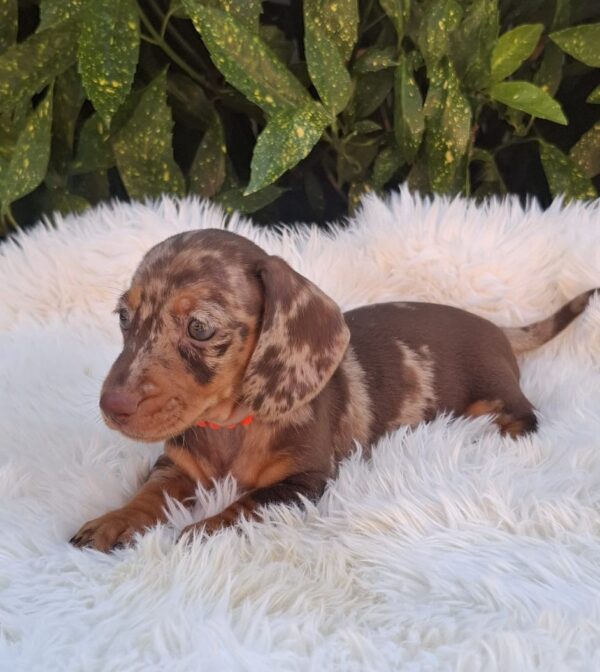 Bessie Miniature Dachshund