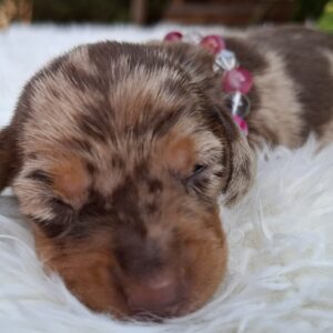 Bessie Miniature Dachshund
