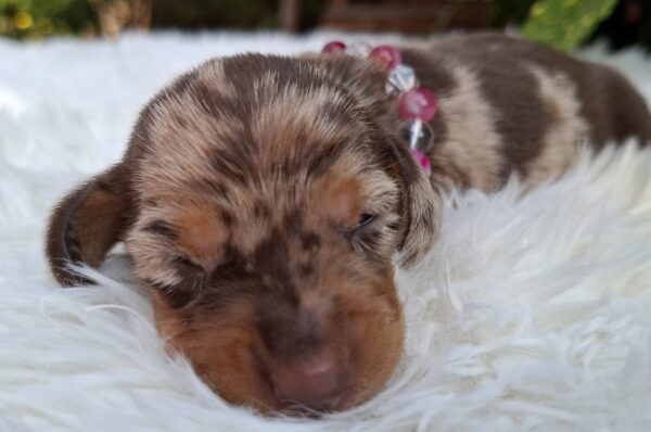 Bessie Miniature Dachshund