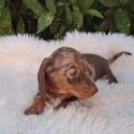 Bessie-female-miniature-dachshund-puppy-for-sale- (3)