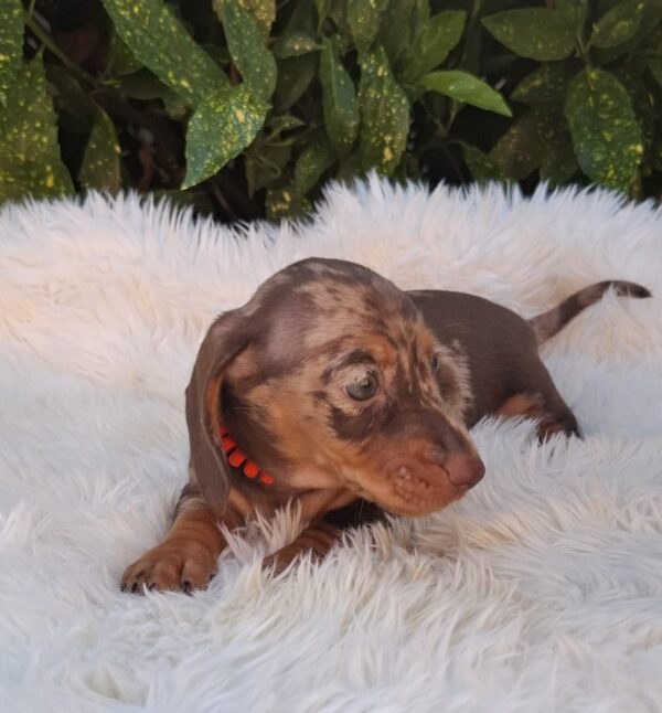 Bessie Miniature Dachshund