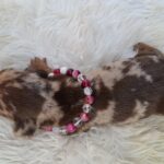 Bessie-female-miniature-dachshund-puppy-for-sale- (3)