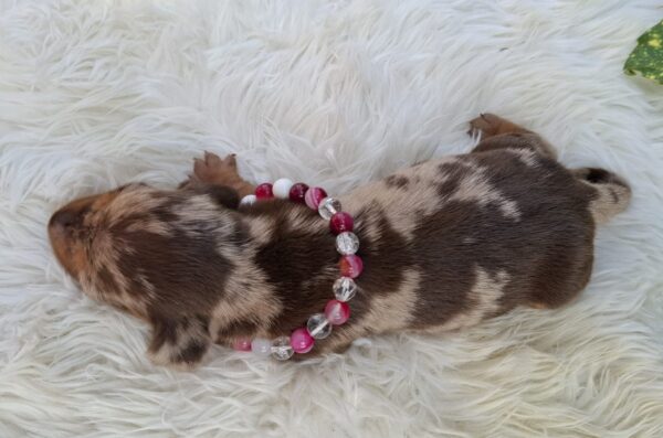 Bessie Miniature Dachshund