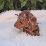 Bessie-female-miniature-dachshund-puppy-for-sale- (4)