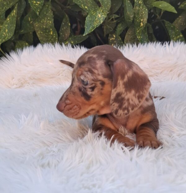 Bessie Miniature Dachshund