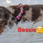 Bessie-female-miniature-dachshund-puppy-for-sale- (4)