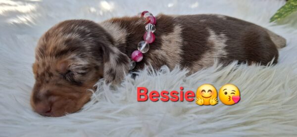 Bessie Miniature Dachshund