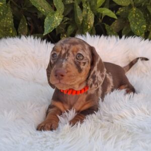 Bessie Miniature Dachshund