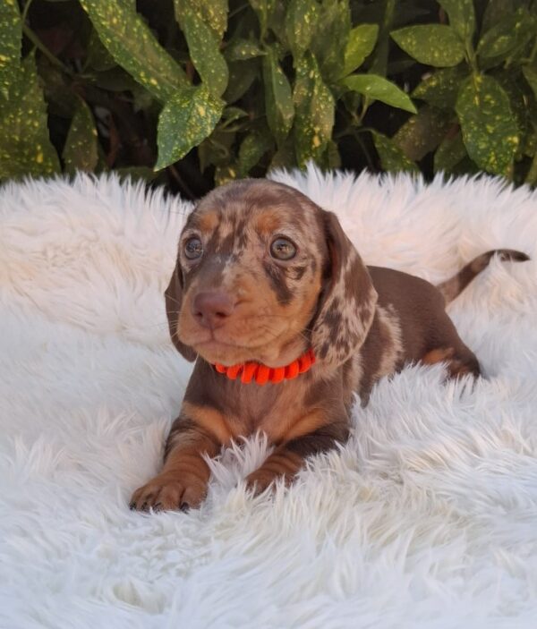 Bessie Miniature Dachshund