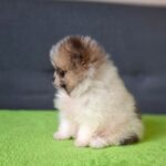 Best-male-pomeranian-puppy-for-sale-1 (1)