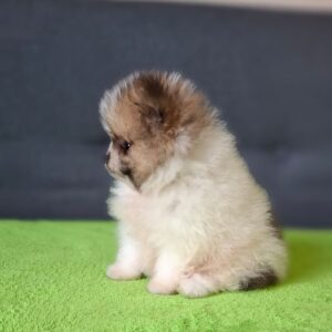 Best Pomeranian