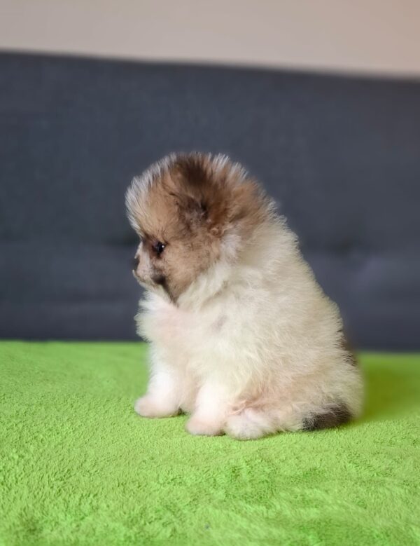 Best Pomeranian