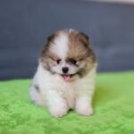 Best-male-pomeranian-puppy-for-sale-1 (2)