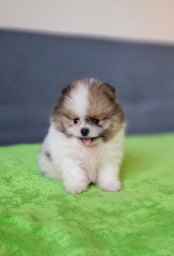 Best Pomeranian