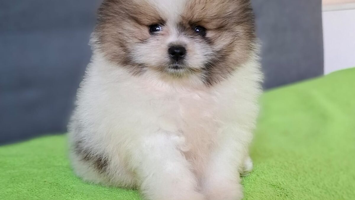 Pomeranian Rare Colors Best Pomeranian Girl Names Pomeranian