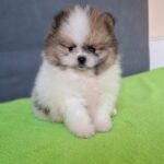 Best-male-pomeranian-puppy-for-sale-1 (3)