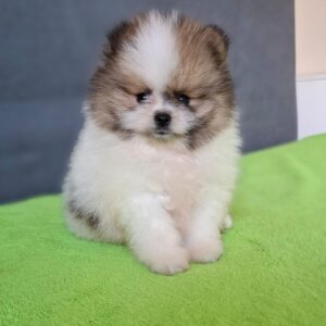 Best Pomeranian