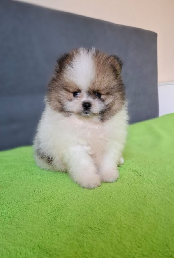 Best Pomeranian