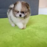 Best-male-pomeranian-puppy-for-sale-1 (4)