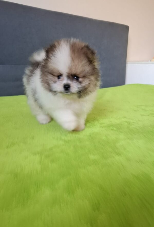 Best Pomeranian