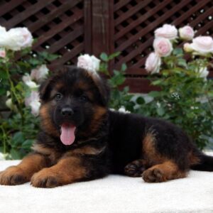Besta German Shepherd