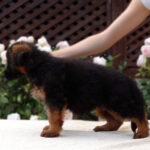 Besta-female-German-shepherd-puppy-for-sale-1 (2)