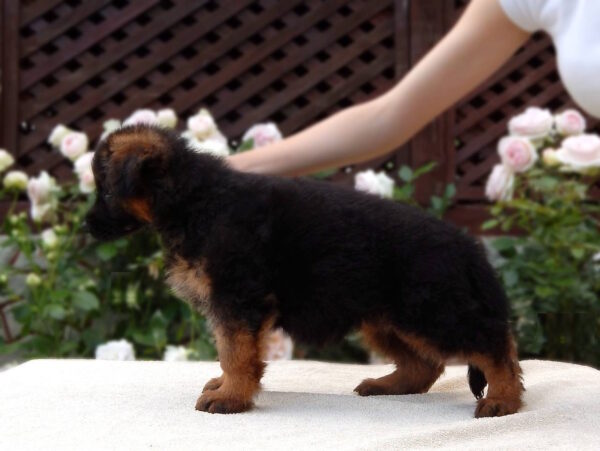 Besta German Shepherd