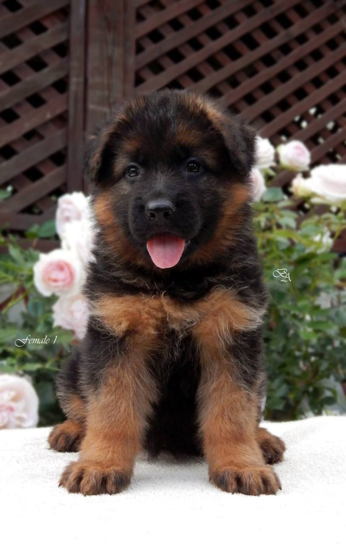 Gsd Puppies Preloved German Shepherd Puppies Female Puppies For