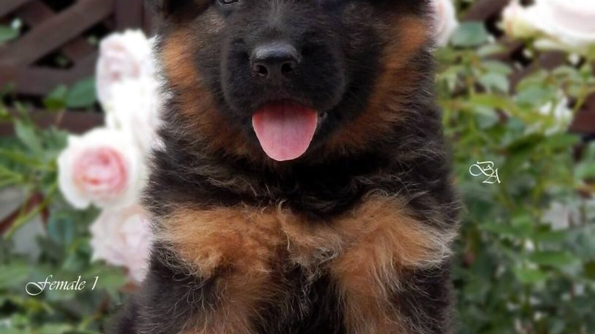 Shepherd Mix Panda German Shepherd Puppies For Sale Near Me