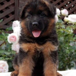 Besta German Shepherd