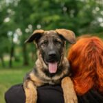 Biara-female-German-Shepherd-puppy-for-sale-1