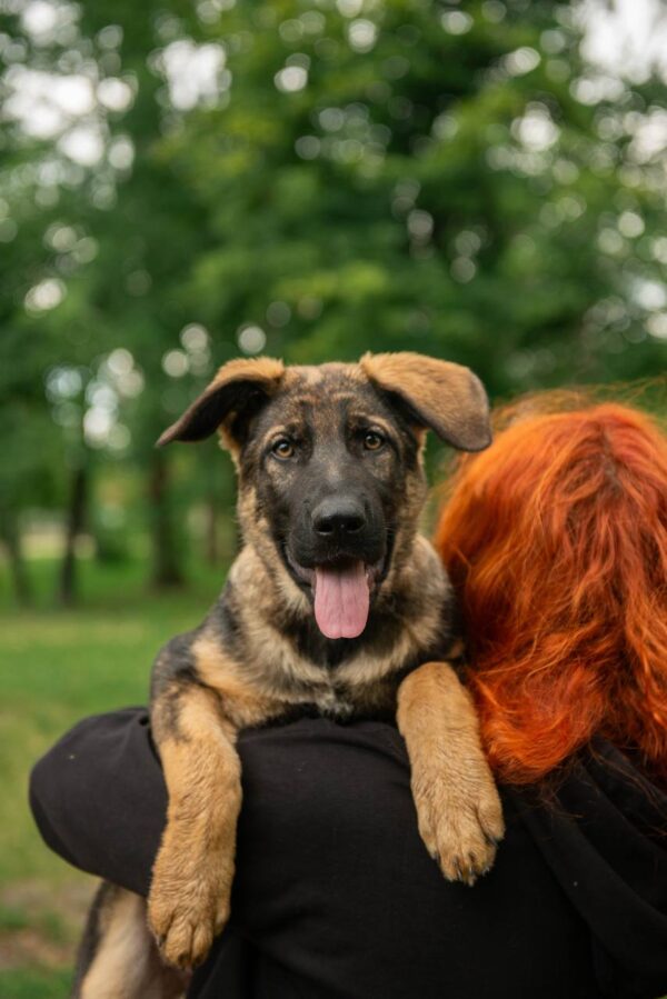 Biara German Shepherd