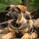 Biara-female-German-Shepherd-puppy-for-sale-2