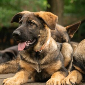 Biara German Shepherd