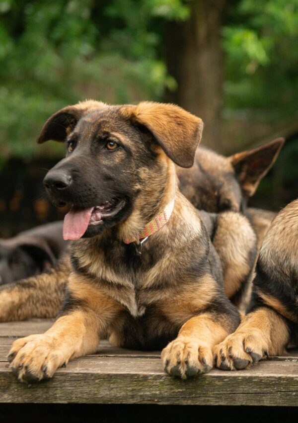 Biara German Shepherd