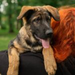 Biara-female-German-Shepherd-puppy-for-sale-3