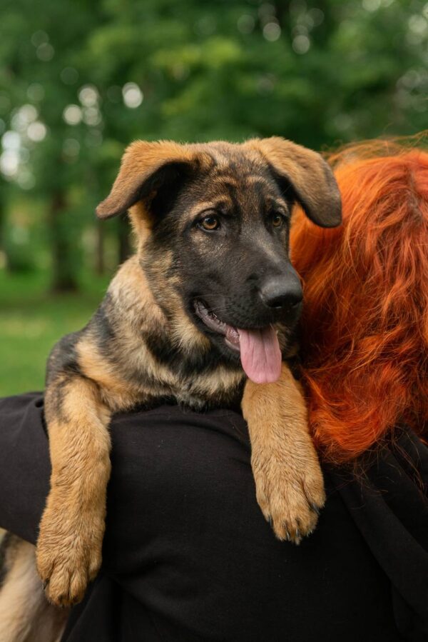 Biara German Shepherd