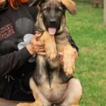 Biara-female-German-Shepherd-puppy-for-sale-4