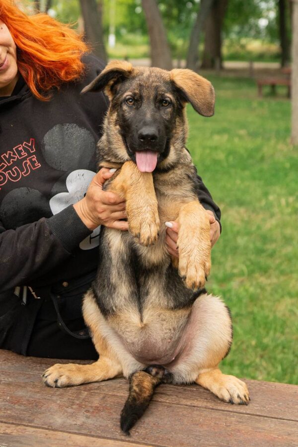 Biara German Shepherd